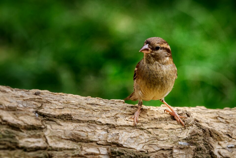 Sparrows close up plumage