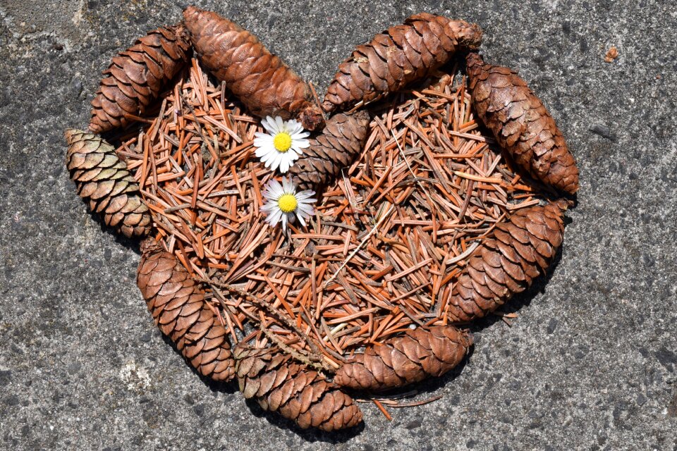 Background image tap pine cones