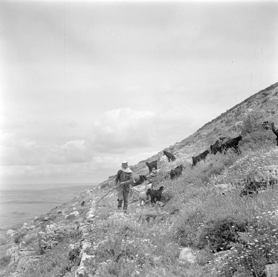Arabische herder met geiten op de helling van de Taborberg in Galilea, Bestanddeelnr 255-0914