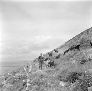Arabische herder met geiten op de helling van de Taborberg in Galilea, Bestanddeelnr 255-0914