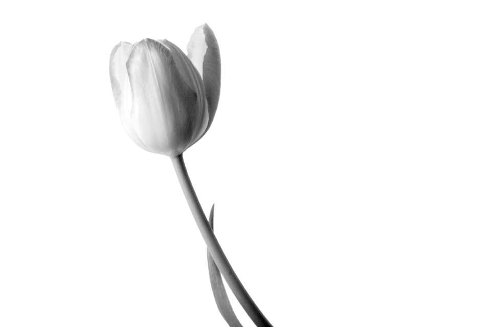 Cut flowers spring flowers isolated photo