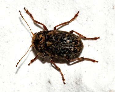 Araecerus-fasciculatus-03-fws