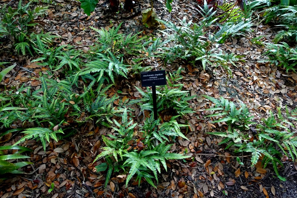 Arachniodes simplicior 'Variegata' - McKee Botanical Garden - Vero Beach, Florida - DSC03048