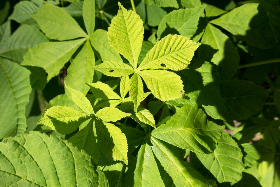 Chestnut tree leaves leaf