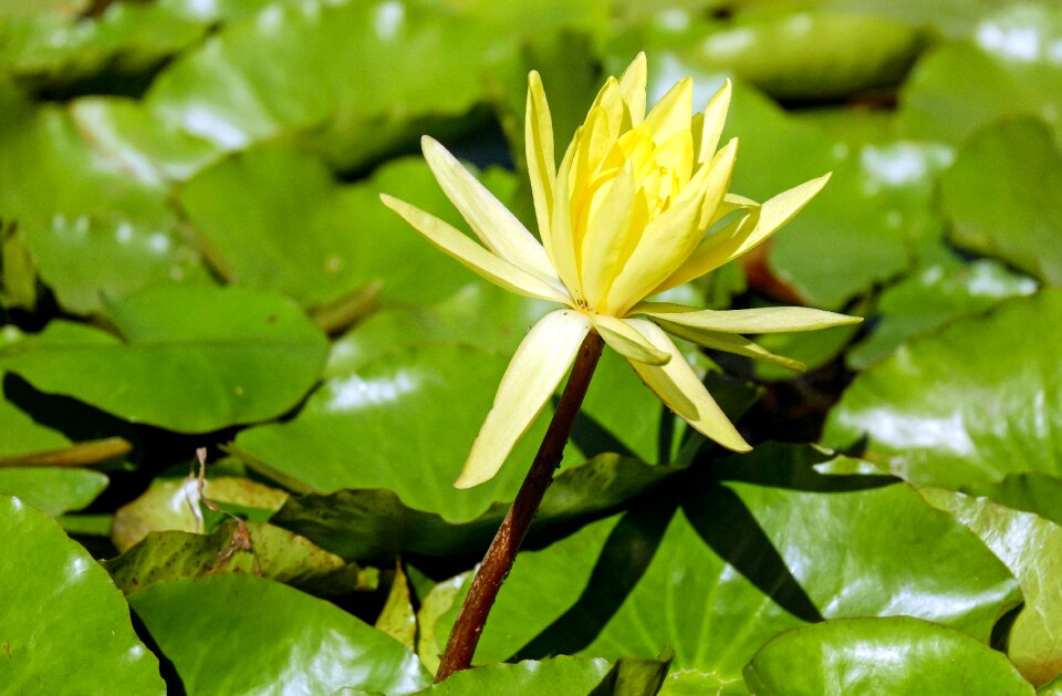 Bloom bloom yellow