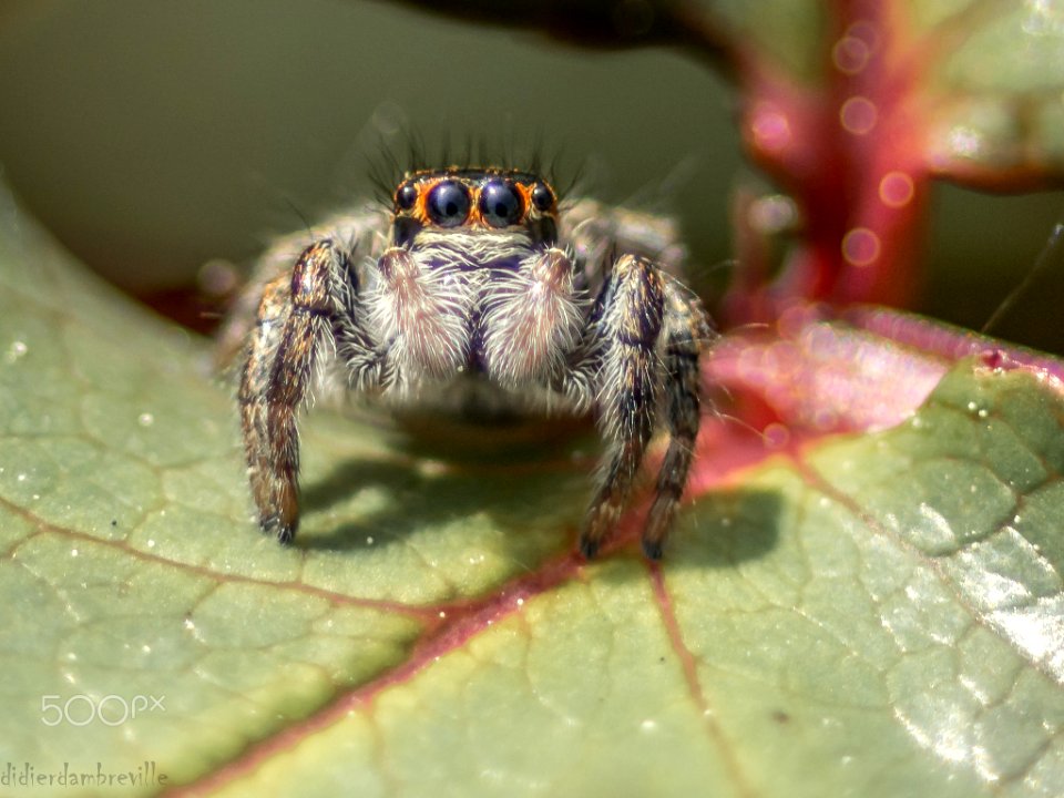 Araignée Sauteuse (147607315)