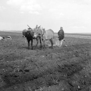 Arbeiders, ploegen, paarden, Bestanddeelnr 250-8269