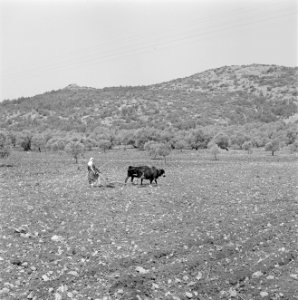 Arabische boer die met met een houten ploeg getrokken door twee ossen het land p, Bestanddeelnr 255-4576