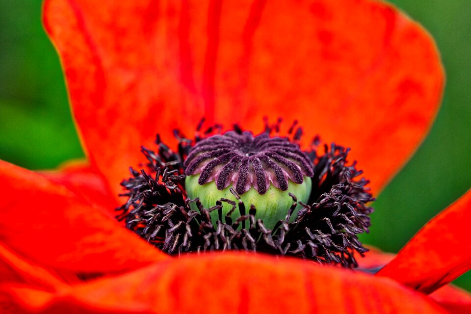 Flower garden macro