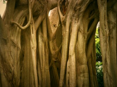 Plant branch landscape photo