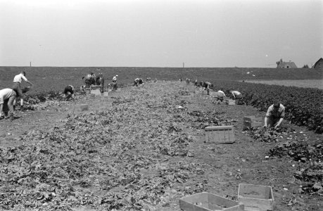 Arbeiders, oogsten, paard en wagen, Bestanddeelnr 170-0181