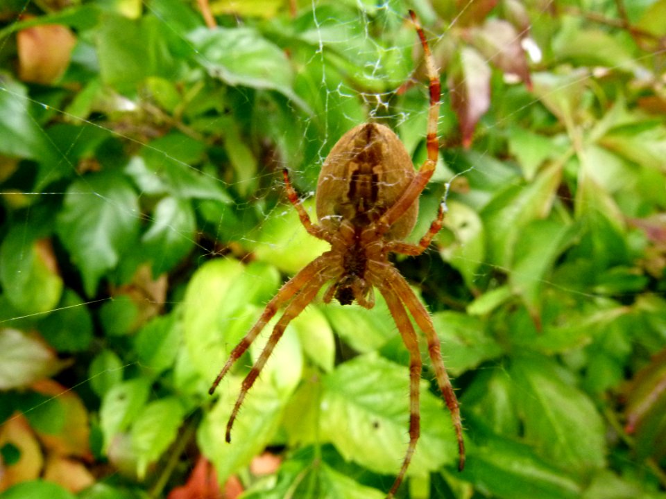 Araignée du jardin - Loire et Cher 2
