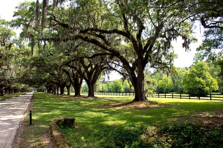 Spanish moss road nature photo