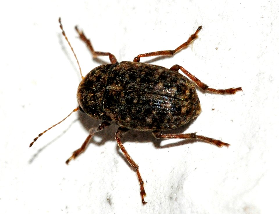Araecerus-fasciculatus-02-fws