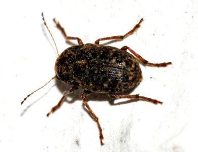 Araecerus-fasciculatus-02-fws