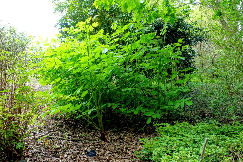 Aralia cachemirica - Hillier Gardens - Romsey, Hampshire, England - DSC04993