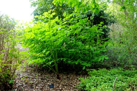 Aralia cachemirica - Hillier Gardens - Romsey, Hampshire, England - DSC04993