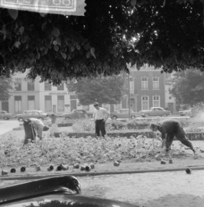 Arbeiders bezig in plantsoen, Bestanddeelnr 912-7188