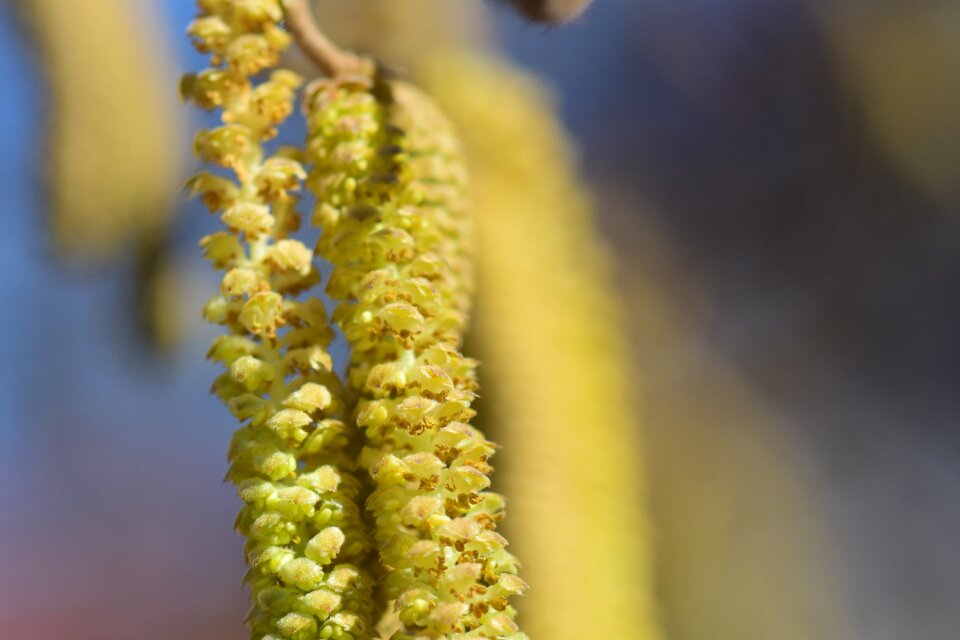 Pollen hay fever nature