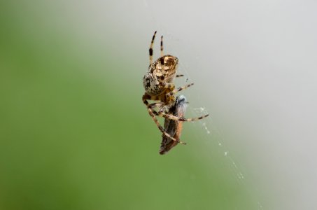 Aranaeus sp (8)