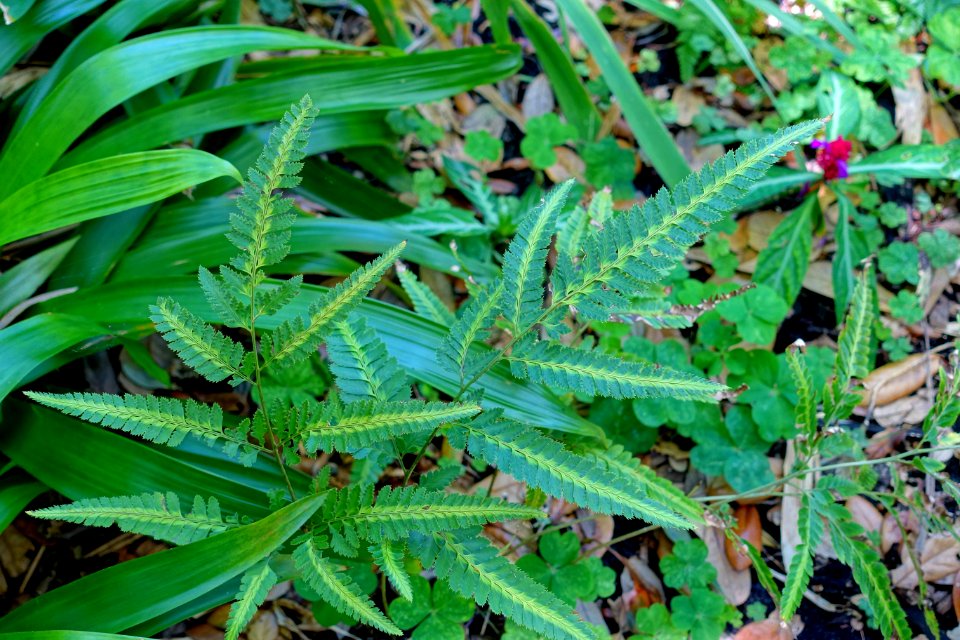 Arachniodes simplicior 'Variegata' - Marie Selby Botanical Gardens - Sarasota, Florida - DSC01812