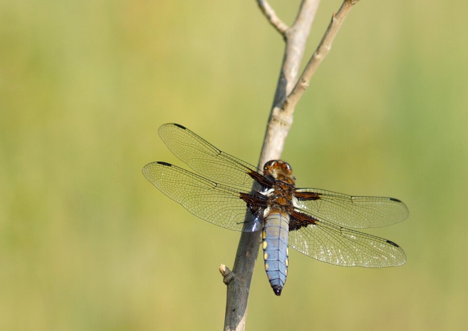 Dragonfly černořitka nature