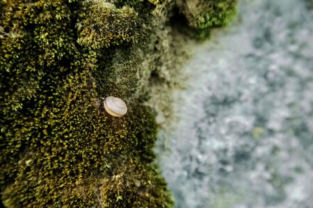 Snail texture tiny