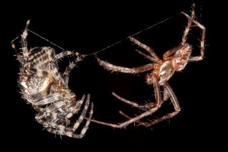 Araneus diadematus - Gartenkreuzspinne - mating prelude