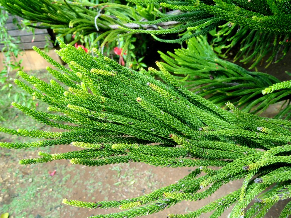 Araucaria heterophylla - Sankyo Garden - DSC01168