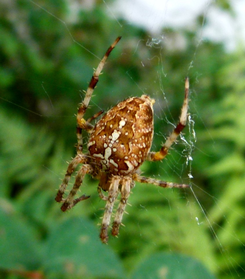Araignée du jardin - Loire et Cher 3