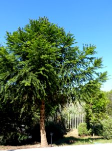 Araucaria bidwillii - Jardín Botánico de Barcelona - Barcelona, Spain - DSC08926