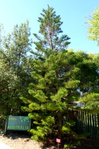 Araucaria columnaris - Jardín Botánico de Barcelona - Barcelona, Spain - DSC08908