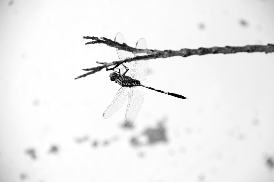 Animal natural black white