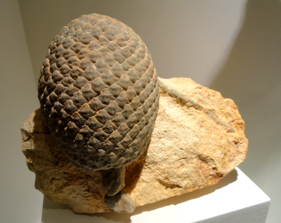 Araucaria mirabilis, pine cone, Jurassic, La Matilde Formation, Jura, Patagonia, Argentina - Houston Museum of Natural Science - DSC01874
