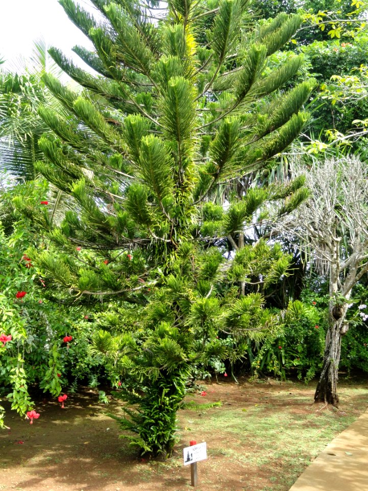 Araucaria heterophylla - Sankyo Garden - DSC01167