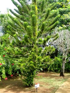 Araucaria heterophylla - Sankyo Garden - DSC01167