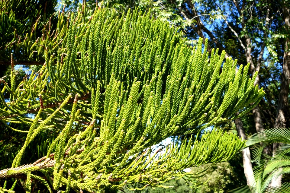 Araucaria columnaris - Jardín Botánico de Barcelona - Barcelona, Spain - DSC08909