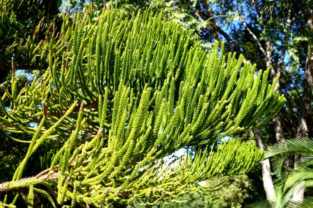 Araucaria columnaris - Jardín Botánico de Barcelona - Barcelona, Spain - DSC08909