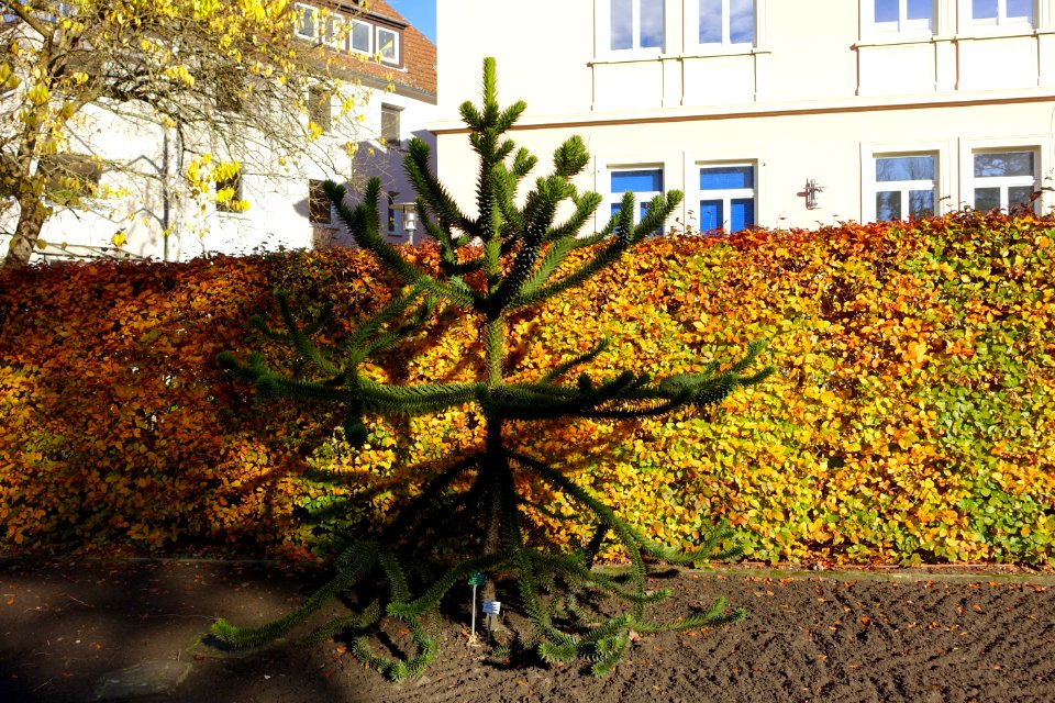 Araucaria araucana - Botanischer Garten Braunschweig - Braunschweig, Germany - DSC04395