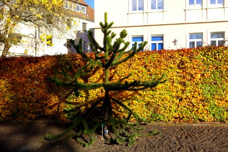 Araucaria araucana - Botanischer Garten Braunschweig - Braunschweig, Germany - DSC04395