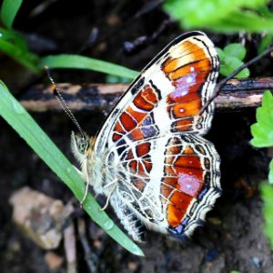 Araschnia burejana strigosa back