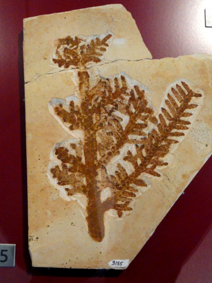 Araucaria sp., on loan from University of Guelph - Royal Ontario Museum - DSC00018