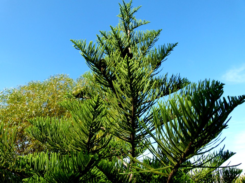 Araucaria heterophylla Montjuic