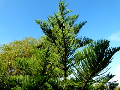 Araucaria heterophylla Montjuic