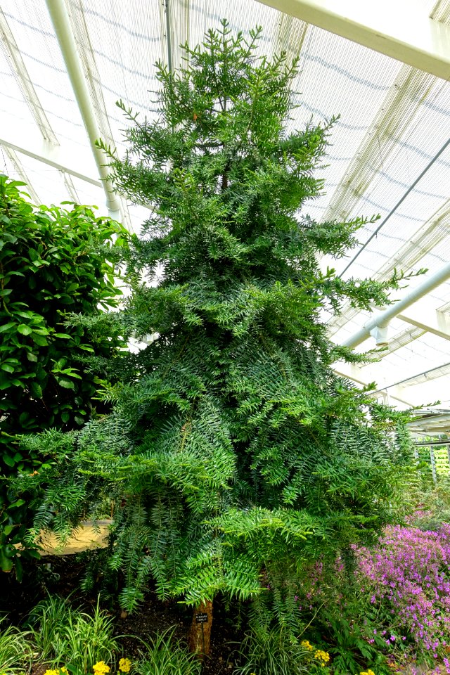 Araucaria bidwillii - Savill Garden - Windsor Great Park, England - DSC06140