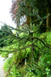 Araucaria angustifolia - Trebah Garden - Cornwall, England - DSC01656
