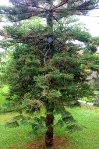 Araucaria heterophylla - Jardim Botânico da Universidade de Coimbra - Coimbra, Portugal - DSC08773
