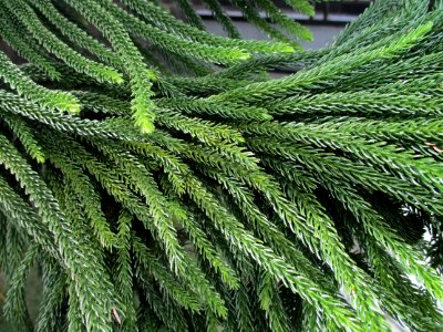 Araucaria (Ampana 2017) leaves