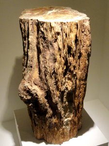 Araucaria, Late Triassic, Chinle Formation, St. Johns, Apache County, Arizona, USA - Houston Museum of Natural Science - DSC01828