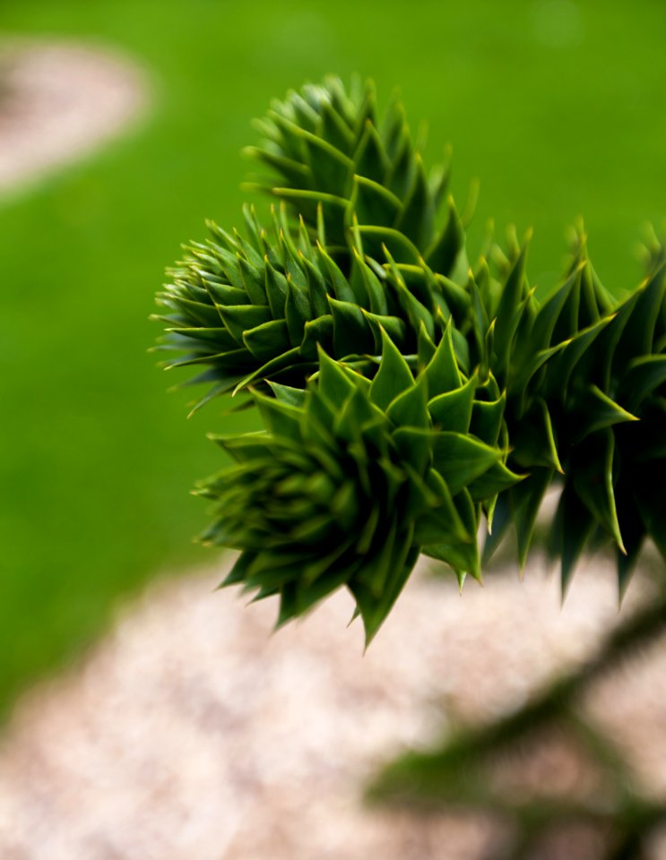 Araucaria araucana, Royal Botanic Garden Edinburgh, Scotland, GB, IMG 3813 edit